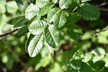 Fototapeta na wymiar Poison Oak Leaves Close Up For Plant Identification 