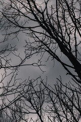 Look up tree branch image