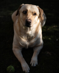 Cute Labrador outside in the sun