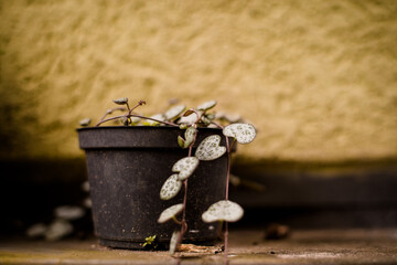 Vasinho Corações Emaranhados