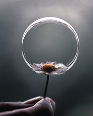 daisy with a bubble creative photography