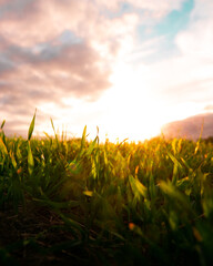 Fototapeta premium sunset over field