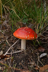red fly agaric