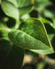 Moody macro close up leaf nature photography 
