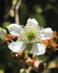 macro of a flower 