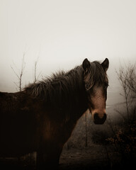 Dramatic and moody portrait of a pony on a misty day