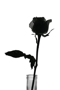 black and white rose silhouette image