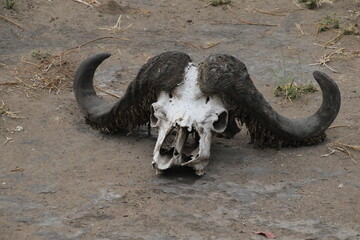 Totenkopf, Schädel eines Büffels am Okavango Delta