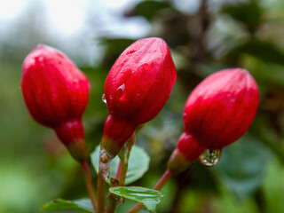 Macro photography of three Alice Hoffman fuchsia buds with drops of water, captured in a garden near the colonial town of Villa de Leyva, Colombia.