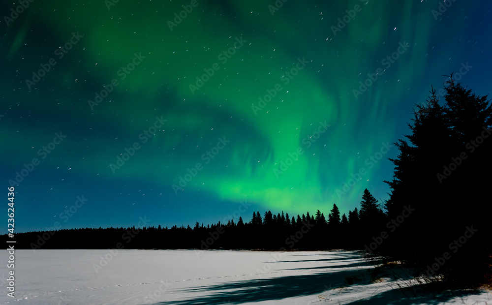 Wall mural green aurora swirl above a pine and spruce forest. moon shadows of the trees can be seen on the snow