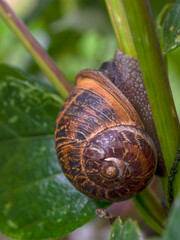 Macro photography of an adult garden snail, captured in a garden near the colonial town of Villa de Leyva, Colombia.