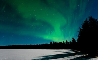 Green Aurora swirl above a pine and spruce forest. Moon shadows of the trees can be seen on the snow.
