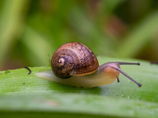 Macro photography of a young garden snail, captured in a garden near the colonial town of Villa de...