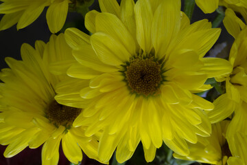 Bright yellow cut flowers with one flower centered in the picture. 
