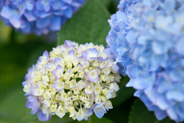 水色の紫陽花のクローズアップ	
