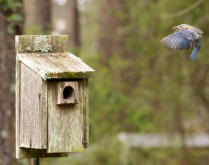 Southeastern Bluebird in Springtime Nesting