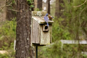 Southeastern Bluebird in Springtime Nesting