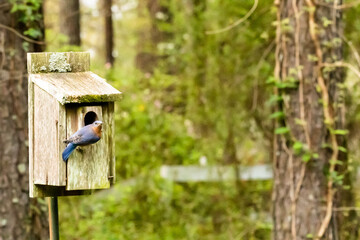 Southeastern Bluebird in Springtime Nesting