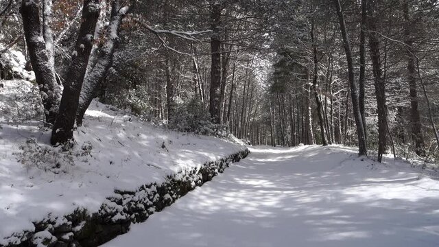 mixed forest snow covered in Sicily winter walk of Etna Park (panning) 