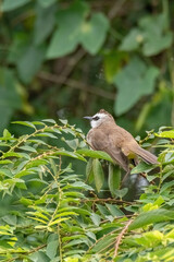 yellow-vented bulbul perched on branch in nature