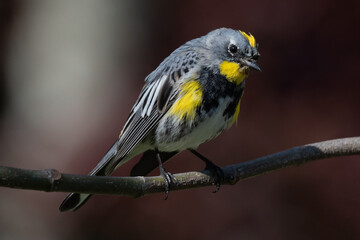 Fototapeta premium Yellow-Rumped Warbler Perched on a Tree Branch