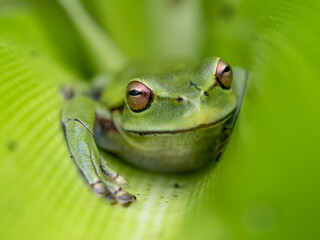 Macro photography of a green dotted treefrog hidden in a leaf, captured at a garden near the colonial town of Villa de Leyva, Colombia.
