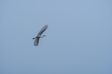 Great Egret Flight Minimalism