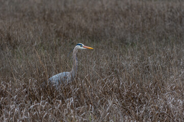 Great Blue heron Breeding Plumage 4 in Salt Marsh