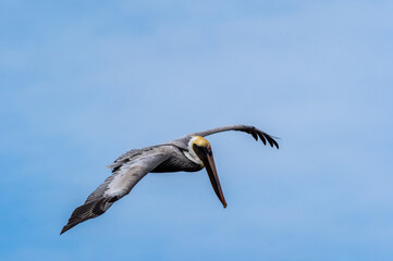 Brown Pelican in Flight 2
