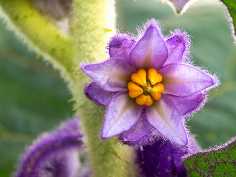 Macro photography of a lulo or naranjilla flower, captured in a farm near the colonial town of Villa de Leyva, Colombia.