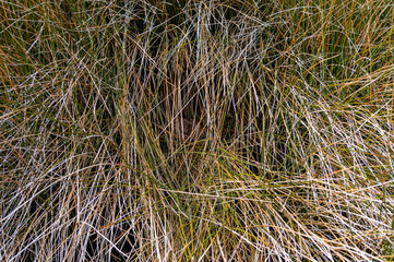 Carolina Marsh Rabbit Hiding in Salt Marsh 3