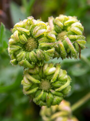 Macro photography of three marigold buds, captured at a garden near the colonial town of Villa de Leyva, Colombia.