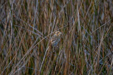 Saltmarsh Sparrow in Salt Marsh