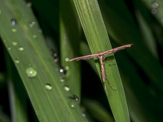 Macro photography of a plume moth on a leaf, captured at a garden near the colonial town of Villa de Leyva, Colombia.