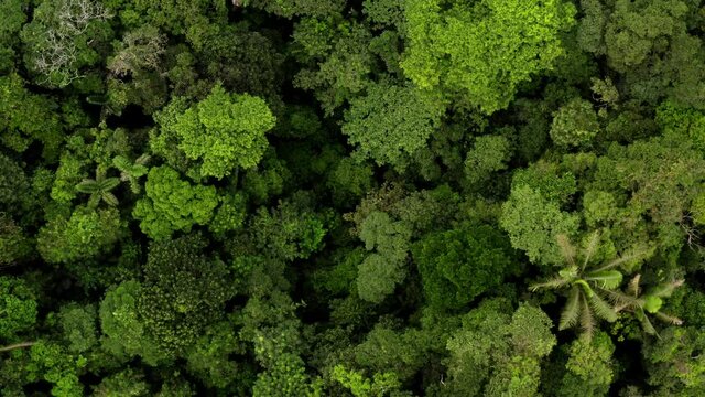 Aerial top view of tropical forest zooming in towards a bright green colored tree