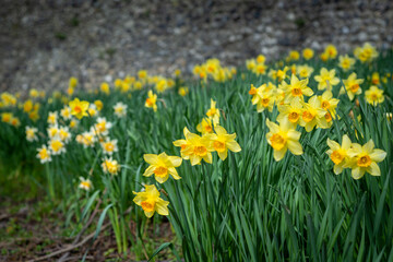 Spring daffodils blooming in Canterbury, England, Uk.