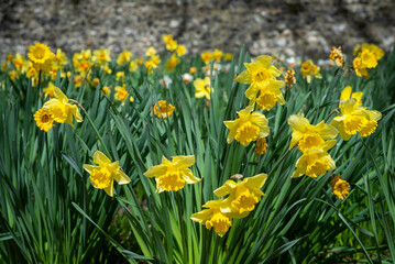 Bright yellow daffodils stand tall on a sunny spring day.