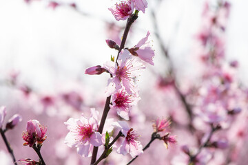 Fototapeta na wymiar background with peach blossom in spring
