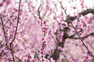 Obraz premium background with peach blossom in spring