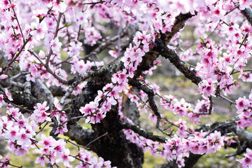 background with peach blossom in spring
