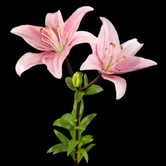 Obraz na płótnie Canvas Pink lily flower, isolated on black background