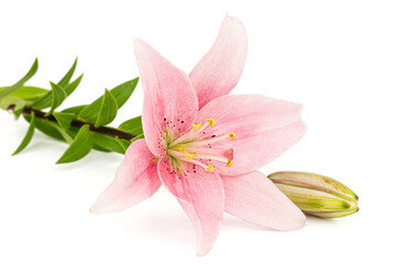 Pink lily flower, isolated on white background