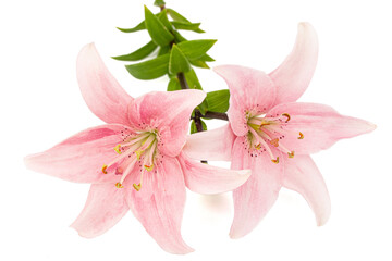 Pink lily flower, isolated on white background