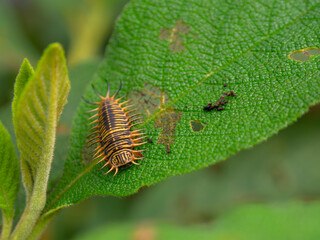Macro photography of a tortoise beetle larva on a leaf. Captured in a garden near the colonial town of Villa de Leyva, Colombia.