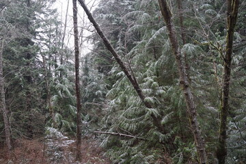 冬の森　雪　雪の積もる　森　足跡　