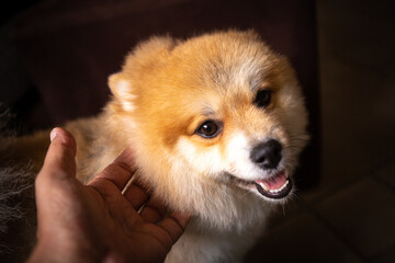 Dog of the German Spitz breed being petted by its owner
