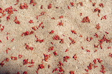 Red maple flowers on the sidewalk