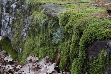 green forest moss