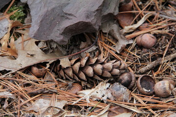 pinecone in the forest