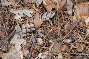 pinecone in the forest